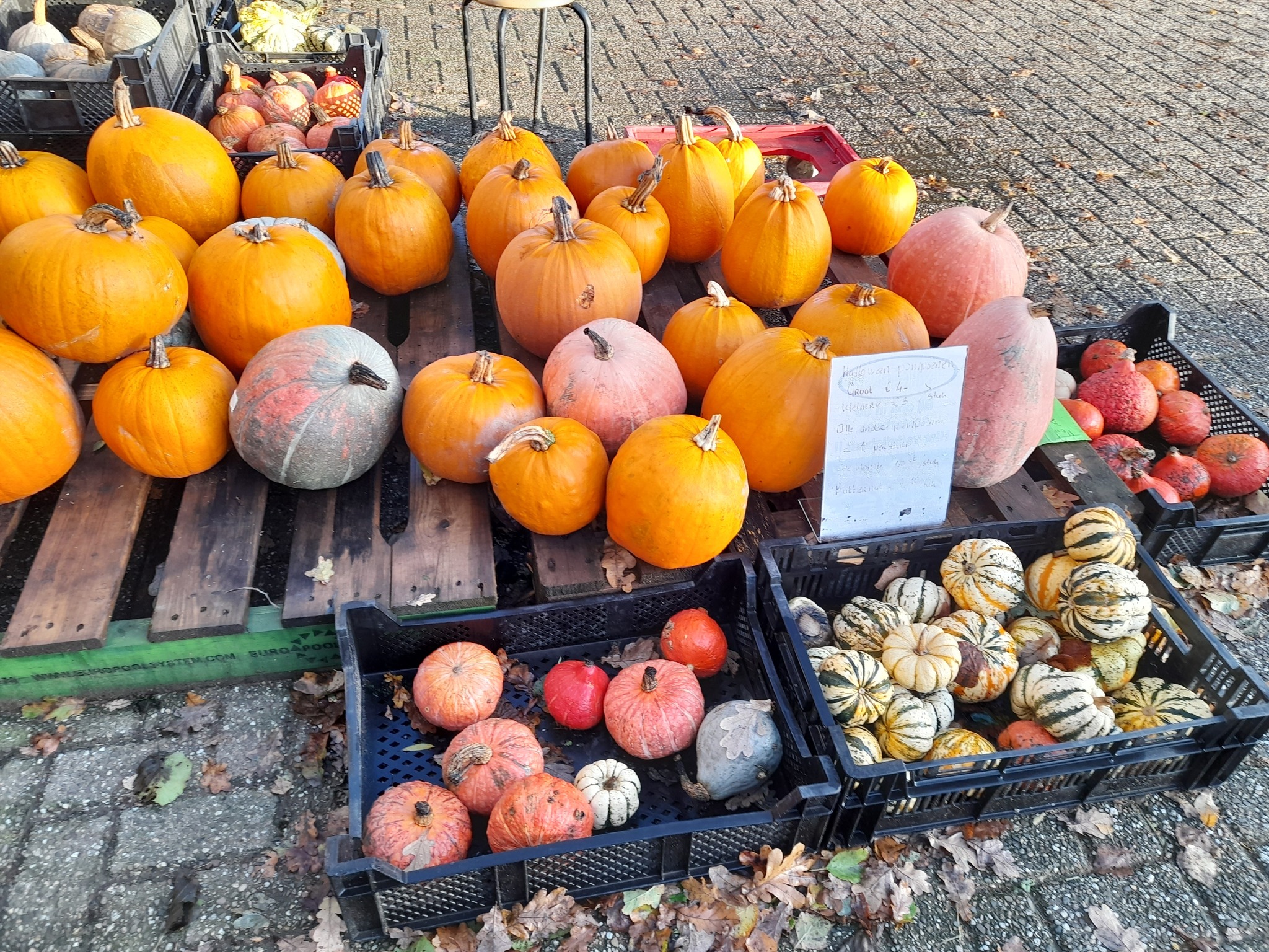 Uitverkoop pompoenen bij Boerderijwinkel Lensink in Lintelo